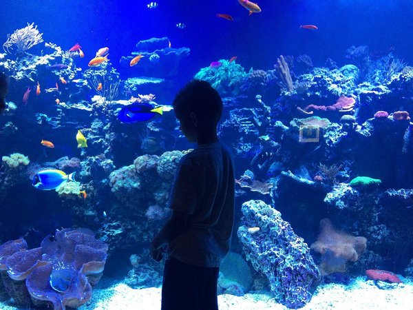 Wie kann ich die Wasserqualität in meinem Aquarium optimal halten, um die Gesundheit meiner Fische zu gewährleisten?